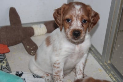 Les chiots de Epagneul Breton