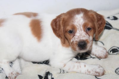 Les chiots de Epagneul Breton
