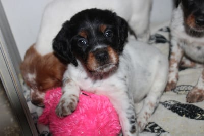 Les chiots de Epagneul Breton