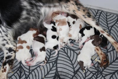 Les chiots de Epagneul Breton