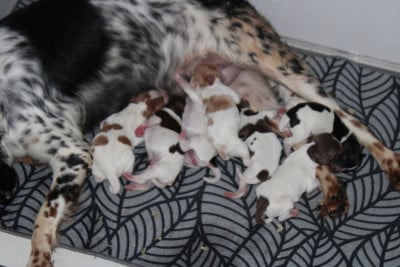 Les chiots de Epagneul Breton