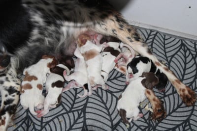 Les chiots de Epagneul Breton