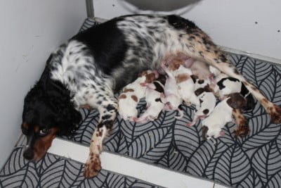 Les chiots de Epagneul Breton