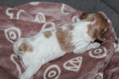 Les chiots de Epagneul Breton
