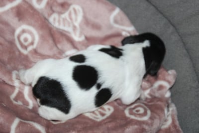 Les chiots de Epagneul Breton