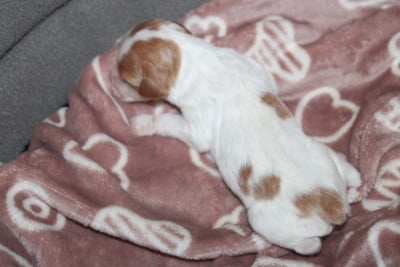 Les chiots de Epagneul Breton