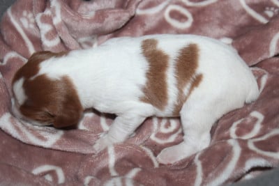 Les chiots de Epagneul Breton