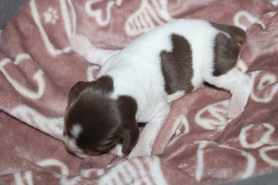 Les chiots de Epagneul Breton