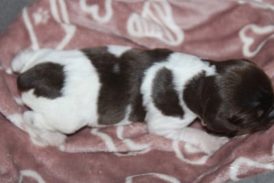 Les chiots de Epagneul Breton