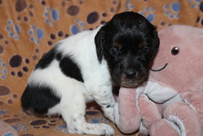 Les chiots de Epagneul Breton