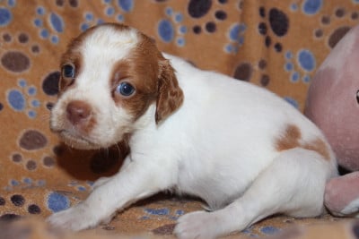 Les chiots de Epagneul Breton