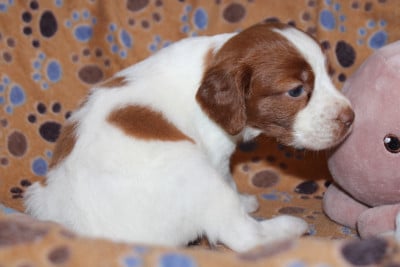 Les chiots de Epagneul Breton