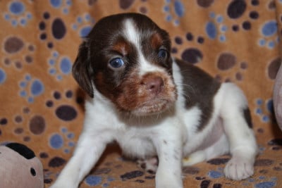 Les chiots de Epagneul Breton