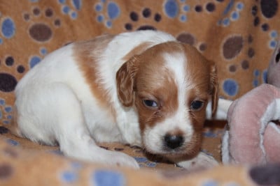 Les chiots de Epagneul Breton