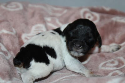 Les chiots de Epagneul Breton
