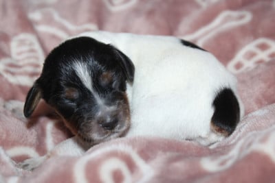 Les chiots de Epagneul Breton
