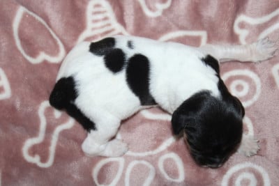 Les chiots de Epagneul Breton