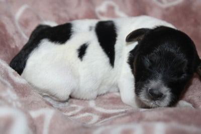 Les chiots de Epagneul Breton