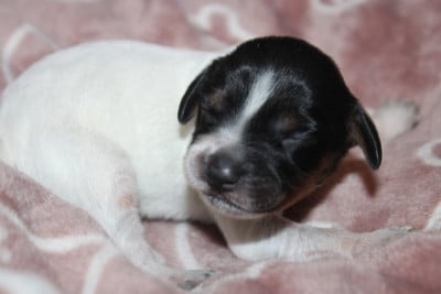 Les chiots de Epagneul Breton