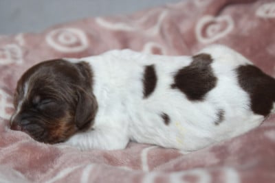 Les chiots de Epagneul Breton