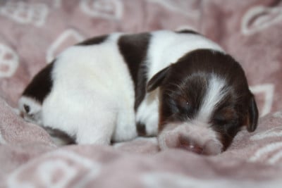 Les chiots de Epagneul Breton