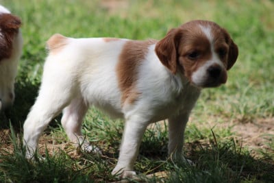 Les chiots de Epagneul Breton