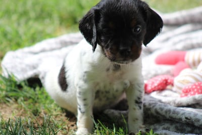Les chiots de Epagneul Breton