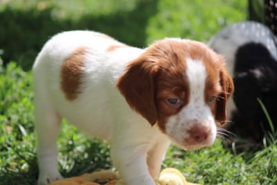 Les chiots de Epagneul Breton