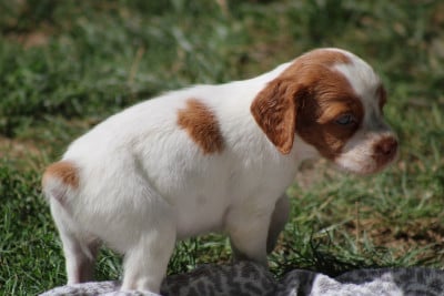 Les chiots de Epagneul Breton