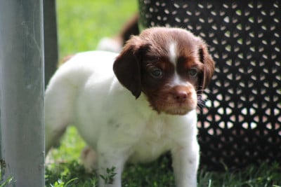 Les chiots de Epagneul Breton