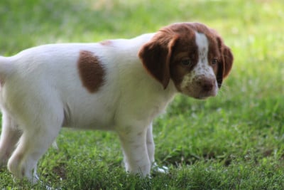 Les chiots de Epagneul Breton