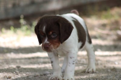 Les chiots de Epagneul Breton