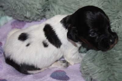 Les chiots de Epagneul Breton