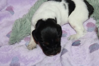 Les chiots de Epagneul Breton