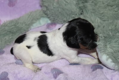 Les chiots de Epagneul Breton