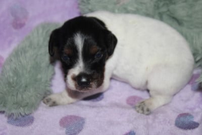 Les chiots de Epagneul Breton