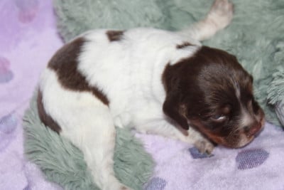 Les chiots de Epagneul Breton