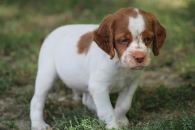Les chiots de Epagneul Breton