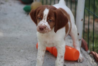 Les chiots de Epagneul Breton