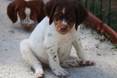 Les chiots de Epagneul Breton