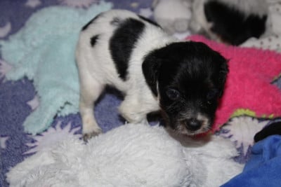 Les chiots de Epagneul Breton