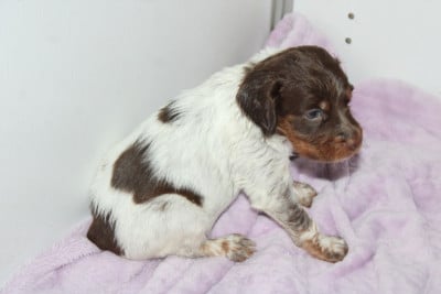 Les chiots de Epagneul Breton
