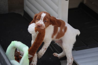 Les chiots de Epagneul Breton