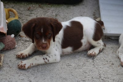 Les chiots de Epagneul Breton