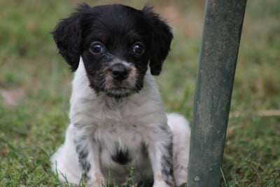 Les chiots de Epagneul Breton