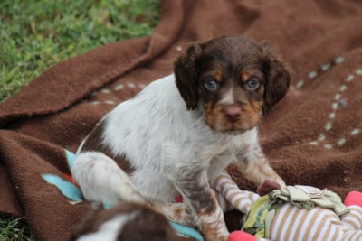 Les chiots de Epagneul Breton