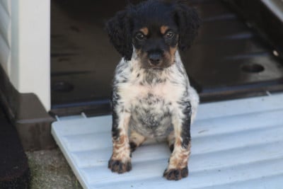 Les chiots de Epagneul Breton