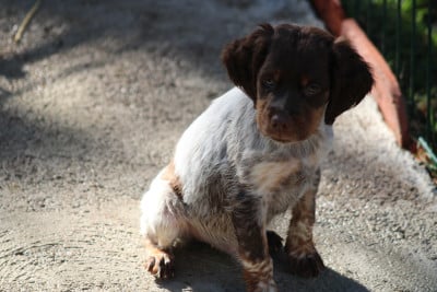 Les chiots de Epagneul Breton