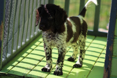 Les chiots de Petit Epagneul de Münster