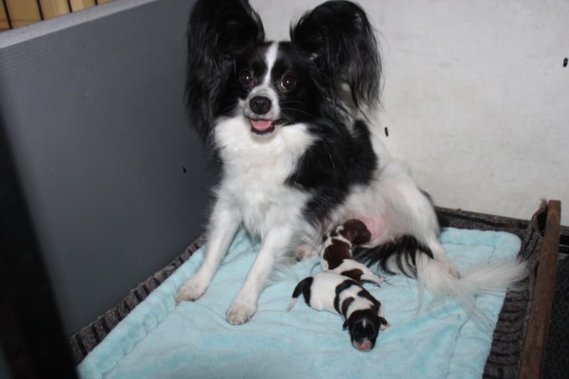 Epagneul nain Continental (Papillon) - De La Vallée De La Py